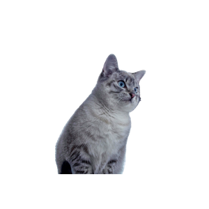 A Beautiful Cat With Striking Blue Eyes Stands Attentively Outdoors. Cold Winter Setting. 14841 - Cat PNG image with transparent background